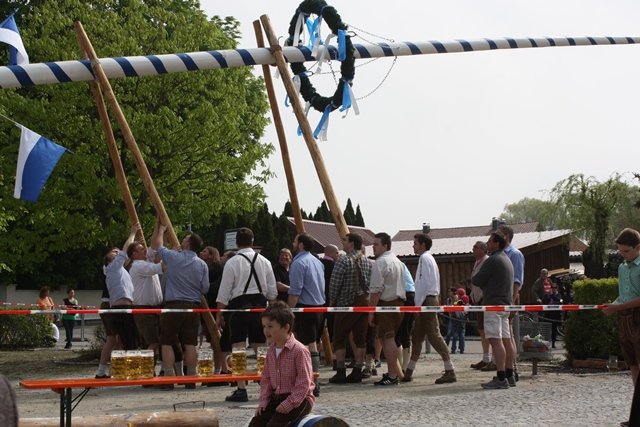 Maibaum 2013